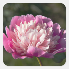春の日に大きなピンクの牡丹の花 スクエアシール