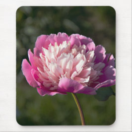 春の日に大きなピンクの牡丹の花 マウスパッド