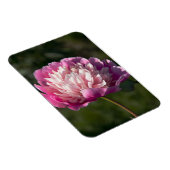 春の日に大きなピンクの牡丹の花 マグネット (右側)