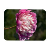 春の日に大きなピンクの牡丹の花 マグネット (横)
