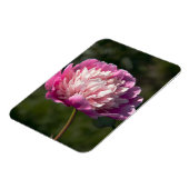 春の日に大きなピンクの牡丹の花 マグネット (左側)