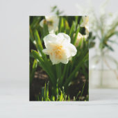 春の日に大きな白い水仙 (スタンド正面)