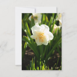 春の日に大きな白い水仙