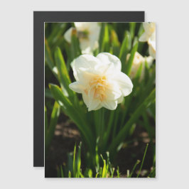 春の日に大きな白い水仙