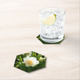 春の日に大きな白い水仙 ペーパーコースター