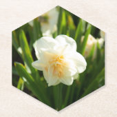 春の日に大きな白い水仙 ペーパーコースター (正面)