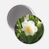 春の日に大きな白い水仙 マグネット (正面/裏面)