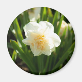 春の日に大きな白い水仙 マグネット