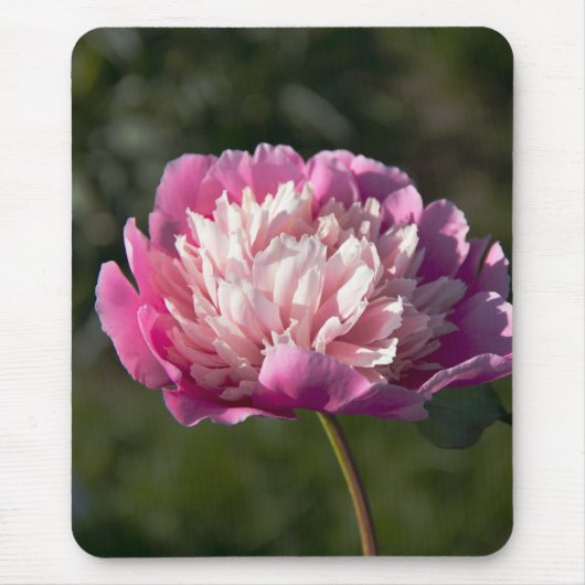 春の日の大きなピンクの牡丹の花 マウスパッド (正面)