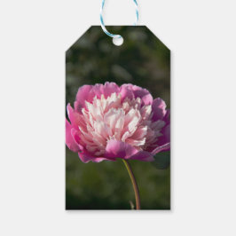 春の日の大きなピンクの芍薬の花 ギフトタグ