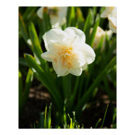春の日を彩る大きな白い水仙 ポスター