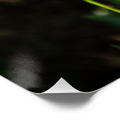 春の日を彩る大きな白い水仙 ポスター (コーナー)