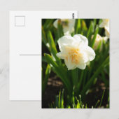 春の日を彩る大きな白い水仙 ポストカード (正面/裏面)