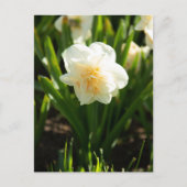 春の日を彩る大きな白い水仙 ポストカード (正面)