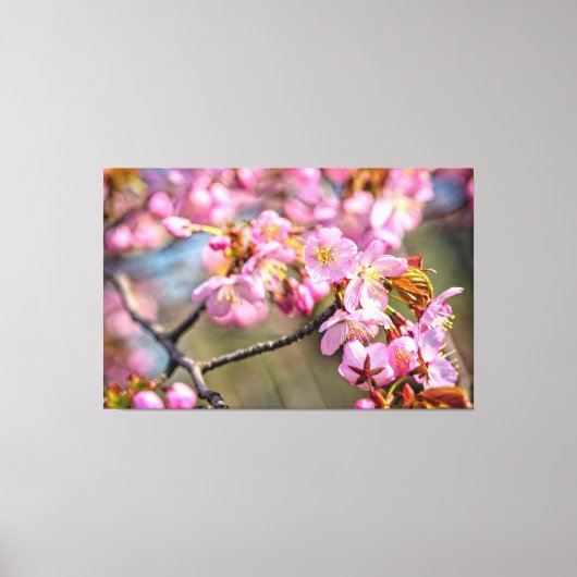 春の日、桜の花の朗らかな滝が流れ落ちる キャンバスプリント (正面)
