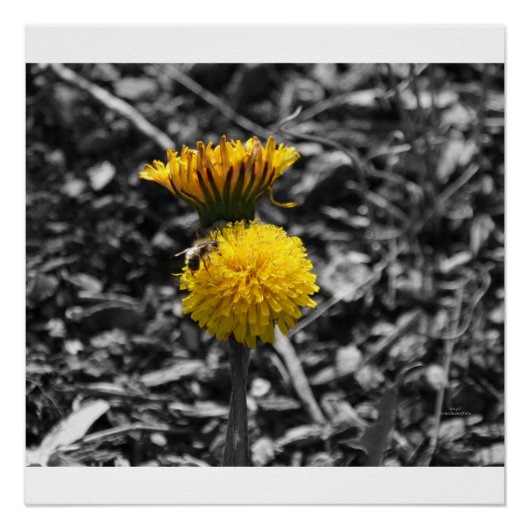 春の早い時期の花粉採取 ポスター (正面)