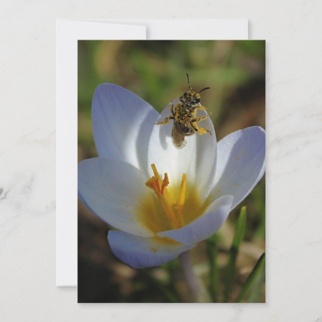 春の最初シンボルや象徴 (正面)