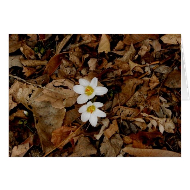 春の最初印 (正面横)