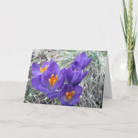 春の最初開花 カード (正面)