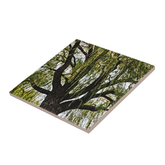 春の期待は抑えられた タイル (側面)