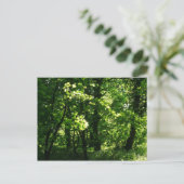 春の木々。ウェールズ、カーディフのビュートパーク ポストカード (スタンド正面)