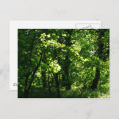 春の木々。ウェールズ、カーディフのビュートパーク ポストカード (正面/裏面)