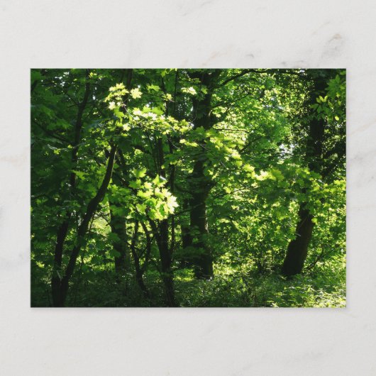 春の木々。ウェールズ、カーディフのビュートパーク ポストカード (正面)
