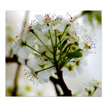 春の木のポスター