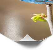 春の木の雄の藍文鳥 フォトプリント            (角)