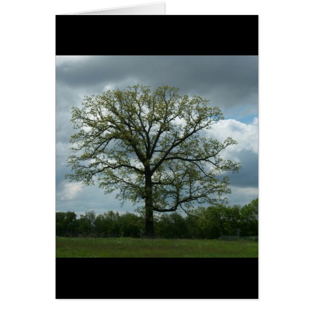 春の木カード (正面)