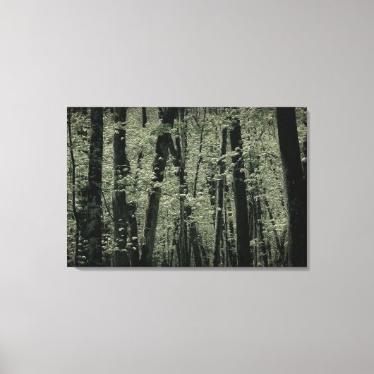 春の木 キャンバスプリント (正面)