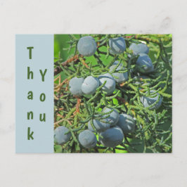 春の松の実の写真に感謝 ポストカード