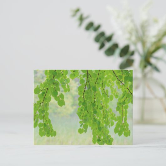 春の桂の木の手足|過去記事 | WA,シーベック ポストカード (スタンド正面)