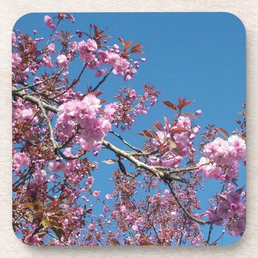春の桜の木 コースター (正面)