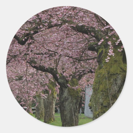 春の桜の木 ラウンドシール (正面)