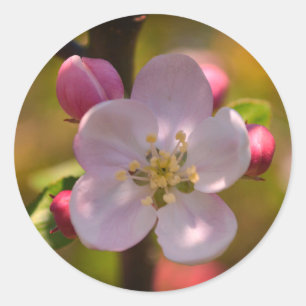春の桜の花 ラウンドシール