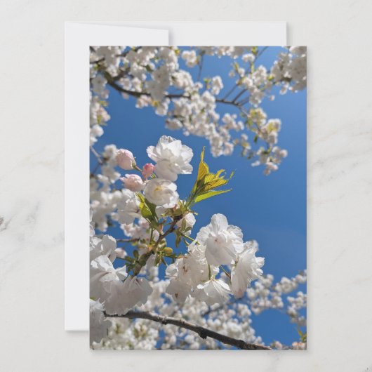 春の桜 招待状 (正面)