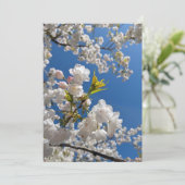 春の桜 招待状 (スタンド正面)