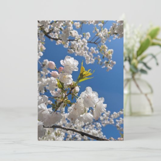 春の桜 招待状 (スタンド正面)
