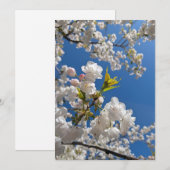 春の桜 招待状 (正面/裏面)
