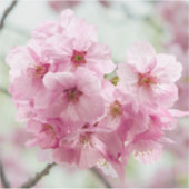 春の桜 - 東京の花 シール (正面)