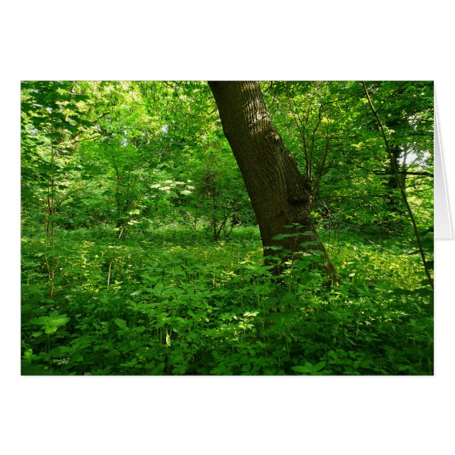 春の森 (正面横)