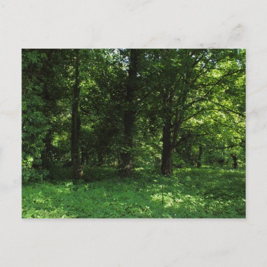 春の森02 ポストカード (正面)