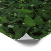 春の森 ポスター (角)