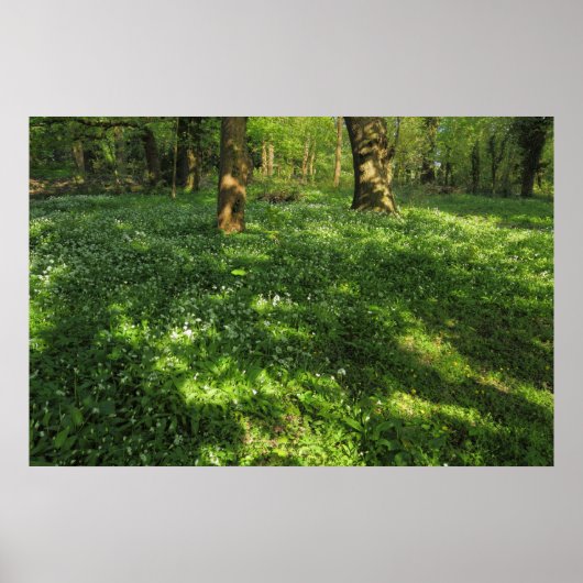 春の森 ポスター (正面)