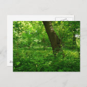 春の森 ポストカード (正面/裏面)