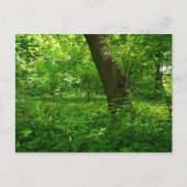 春の森 ポストカード (正面)