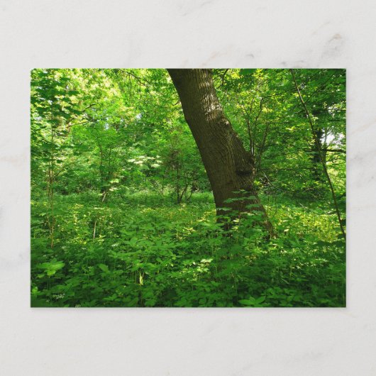 春の森 ポストカード (正面)
