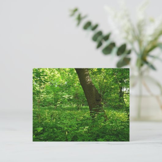 春の森 ポストカード (スタンド正面)