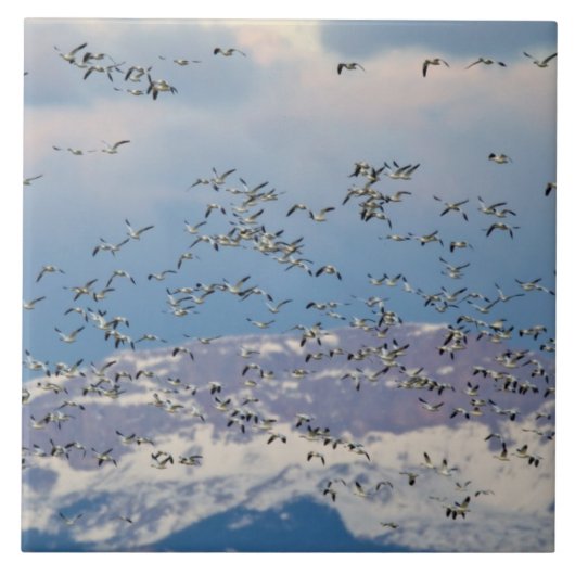 春の渡りの間の雪ガチョウ タイル (正面)
